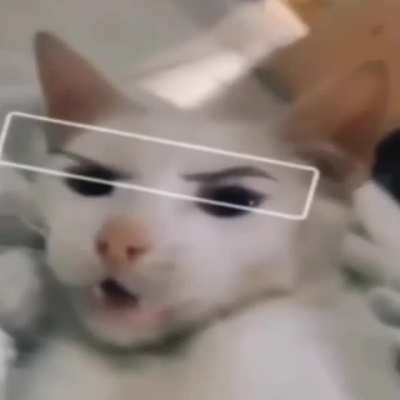 you clearly have no kitten'