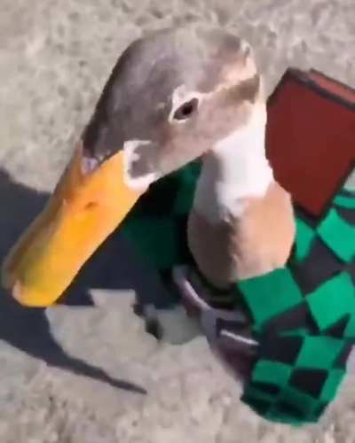 Ele vai salvar a irm&atilde; dele e nenhum pato vai impedir isso