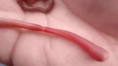 Bloodworm extending its proboscis and showing its fangs