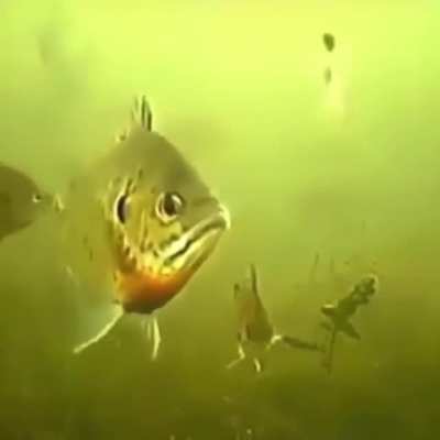 Team Fish 2