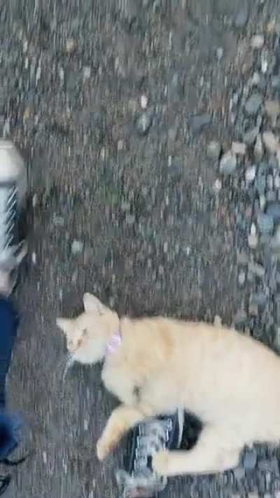 My cat was following me up my driveway