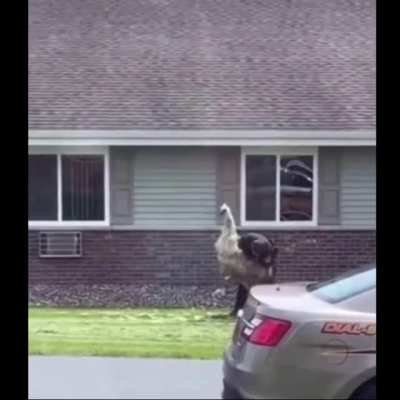 “STOP RESISTING!”