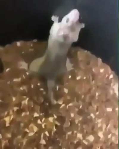 Climber mouse