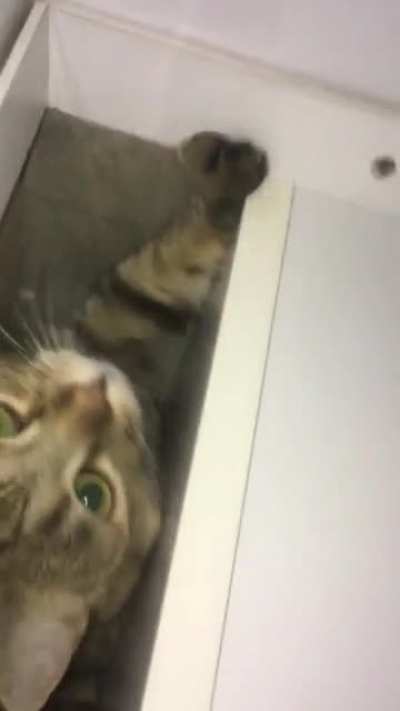 Where is my cat?