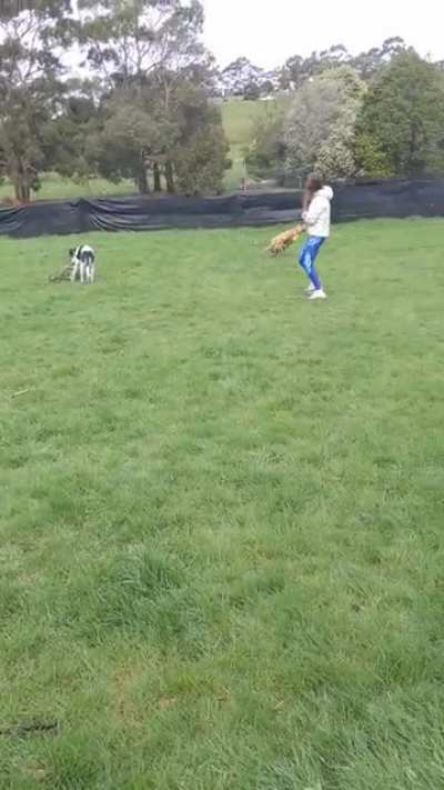 My city finally got an off lead greyhound area, just in time for me to adopt Cooper. Great success!