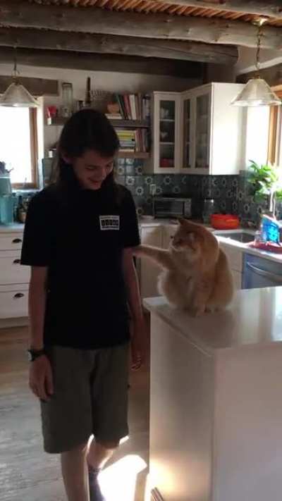 My cat &lsquo;needs&rsquo; treats