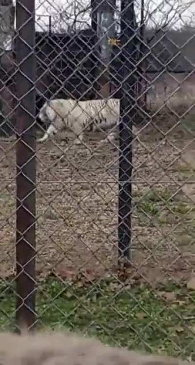 White fat tiger fed really good