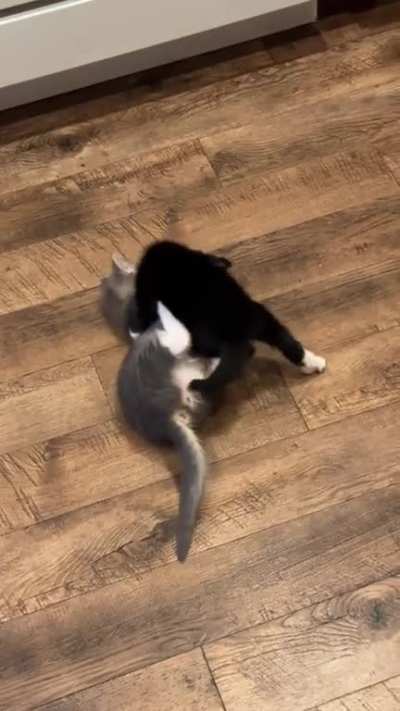 Kitten wrasslin&rsquo;