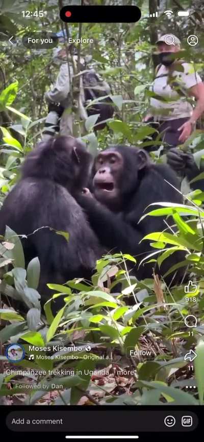 Shouting chimps