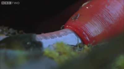 Leech swallows an "Absolute unit" sized worm!