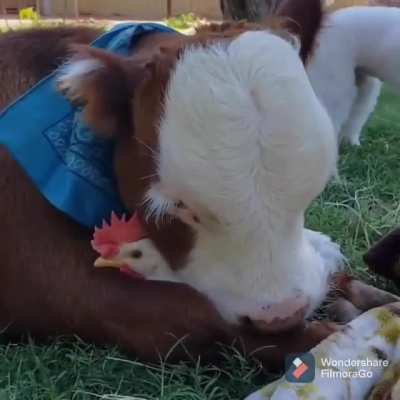 "My pillow"