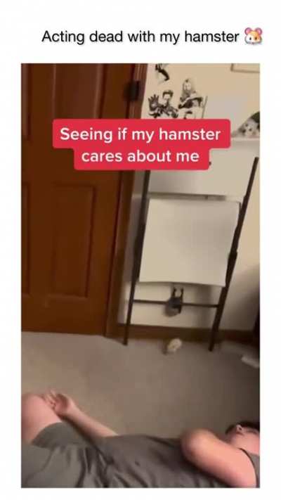 🐹