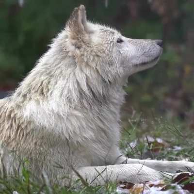 🔥 Wolf in the rain