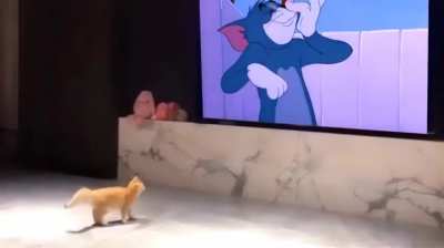 They didn't lie, cats really do run like this 