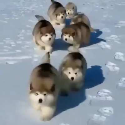 Little fluff balls