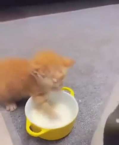 Typical ORANGE CAT Behaviour