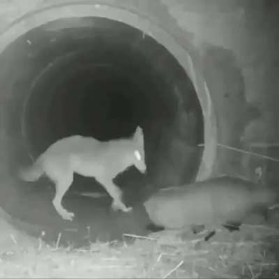 Common badger! Our people need us