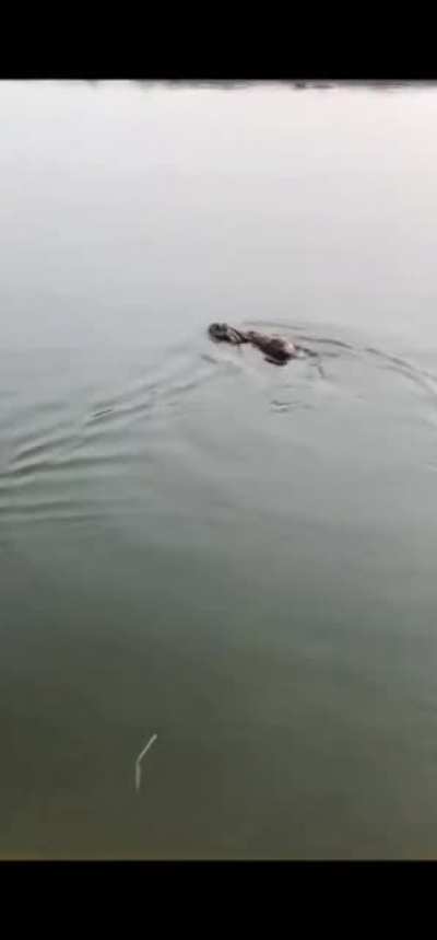 Rabbits can swim...?