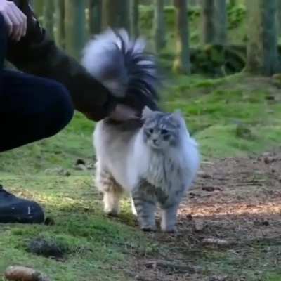 Queen of the forest