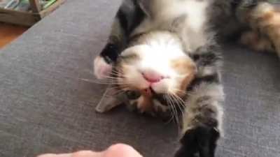 Booping the snoot activated a tiny blep