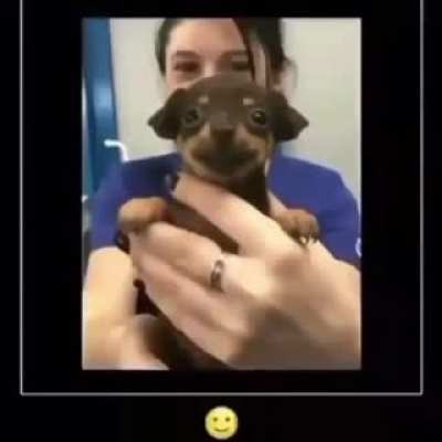 Good boi