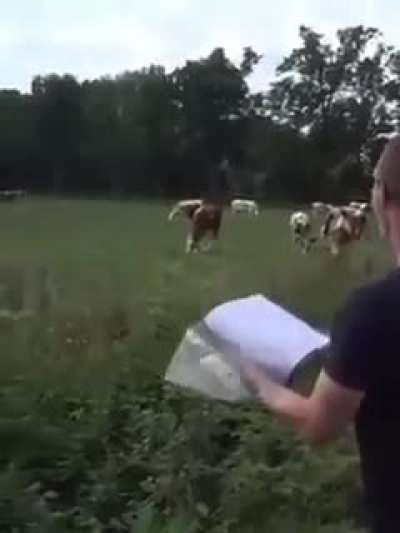moo (a symphony)