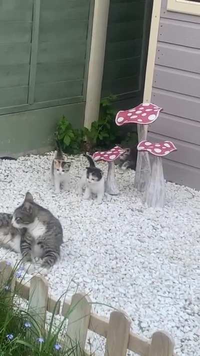 Momma did such a good job, the babies are so chonky.