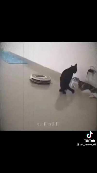 Cat W