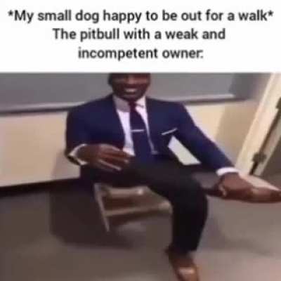 pitbull