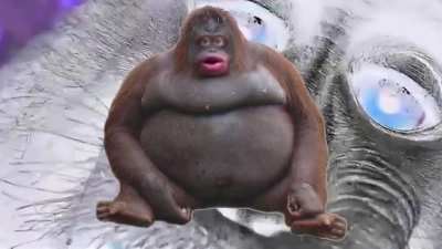 Fonky Monky MONDAY!?