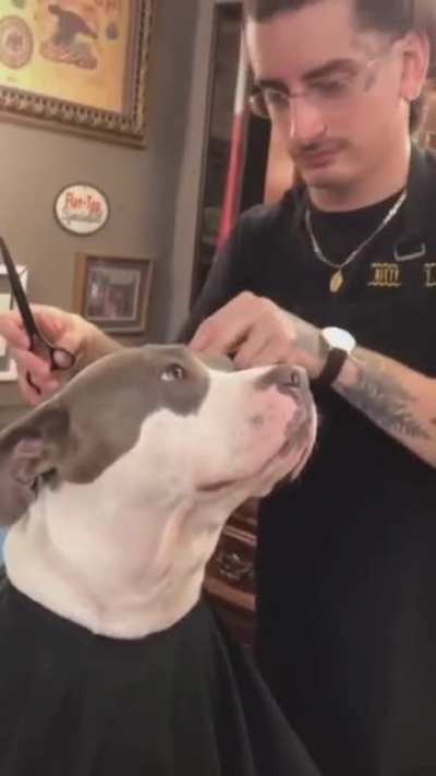woof irl