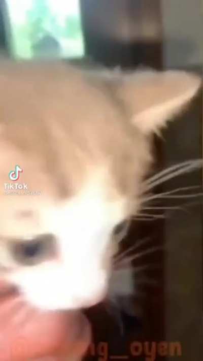 XDXDXD