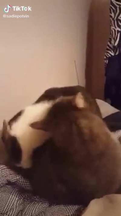 Bitten