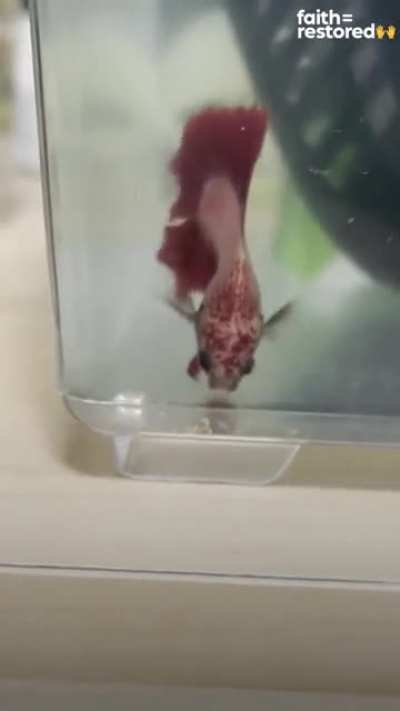 This girl rescues injured fish, and here&rsquo;s Bongo&rsquo;s transformation