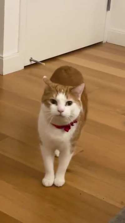 My human had the audacity to not pick up my fish teco and give it to me. Can I sue them for treating my toys in such a bad fashion?