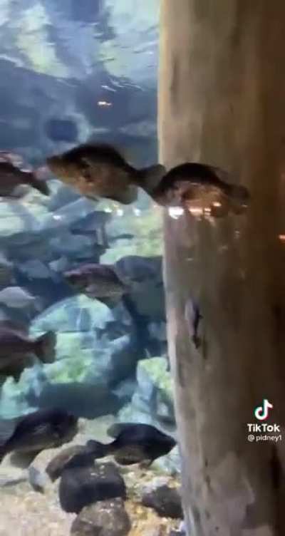 &ldquo;The fish are standing still&rdquo;