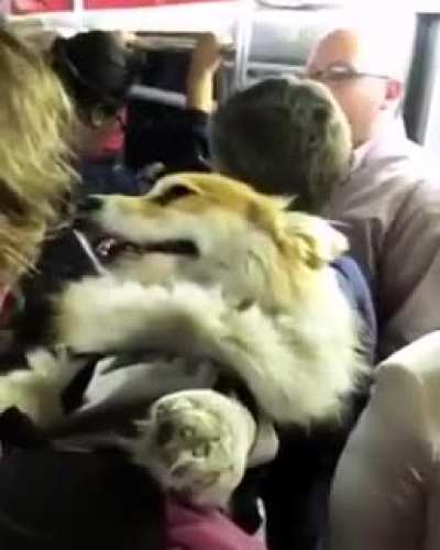 Madmax corgy : Yes , more pets, more moreeeeee.....
