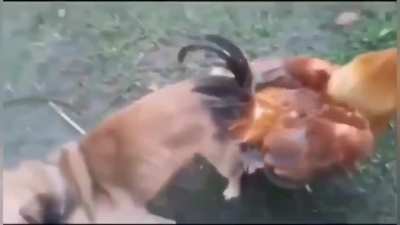 MAMA EL PERRO SE CULIO A LA GALLINA!!!!!