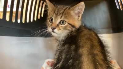 I found a kitten!!