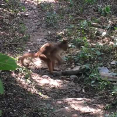 Capuchin monkey tool use in the wild at Senda Verde Wildlife Sanctuary
