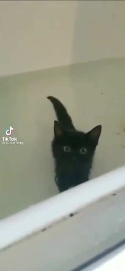 scaredy cat
