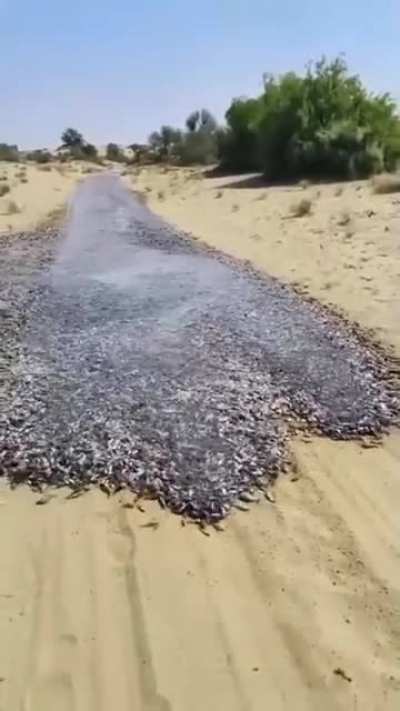 Fish being swept along by water slowly filling a desert wash