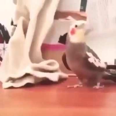 Pajaro killer queen