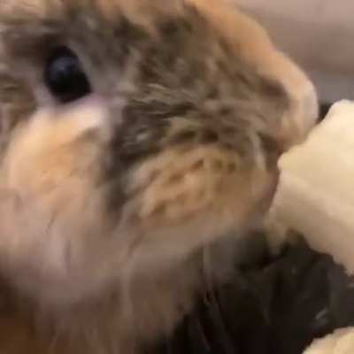Why are bunnies so cute!?!?! I just don&rsquo;t understand 🥴 btw this is my rabbit Benito. He loves a lil banana fix 🤭