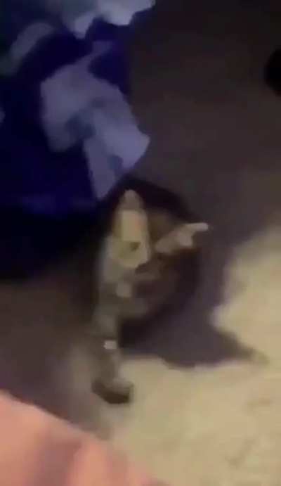 "Come here kitty!.. No, you come here hooman"