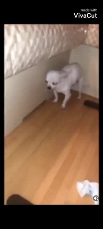 HOLUP! let's get rhis dog to a vet!