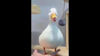 xqc: “We’re going to have an early stream tomorrow.” Chat:
