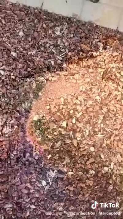 I just love these trippy videos!