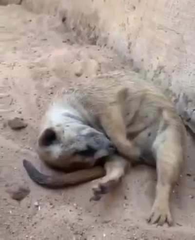 In general, meerkats sleep at night, and during the day they are always very active. But due to the fact that meerkats have a very intense metabolism, they can probably go into "pause" mode to lower their energy consumption. And they doze during the day.
