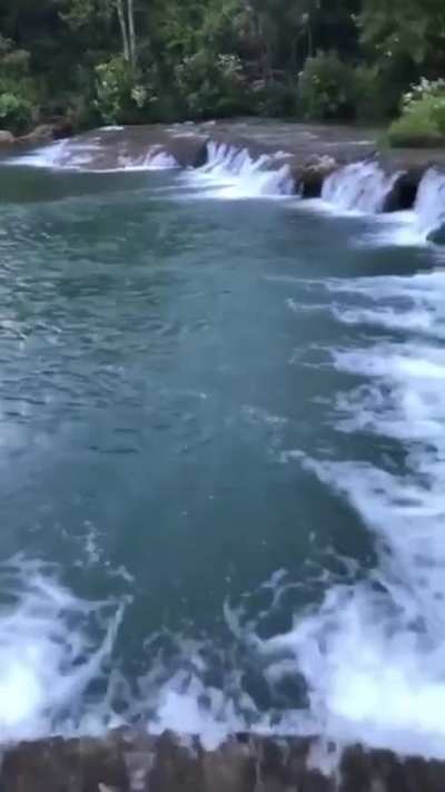 Крыса вытаскивает своих детенышей из норки от потопа